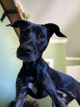 Vader -  Mixed Breed Dog for Adoption in Richmond, Virginia - Vader | PetCurious