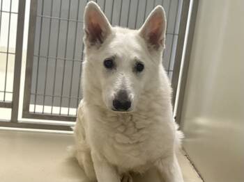 Rescue German Shepherd Dog Dogs for Adoption in Suamico, Wisconsin - Ingrid | PetCurious