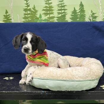 Dudley -  Border Collie and Hound Dog for Adoption in Logan, Utah - Dudley | PetCurious
