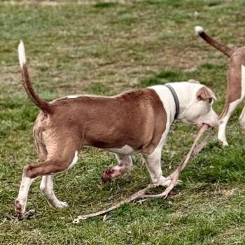 Pit Bull Terrier Dogs Available for Adoption - Milo | PetCurious