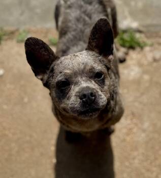 Vivianne -  French Bulldog Dog Available for Adoption in Washington, Missouri - Vivianne | PetCurious