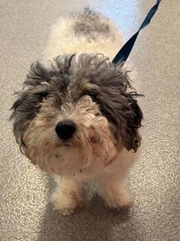 Bri -  Mixed Breed Dog for Adoption in West Chester, Pennsylvania - Bri | PetCurious