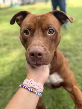 Argo -  Mixed Breed Dog for Adoption in Winnsboro, South Carolina - Argo | PetCurious