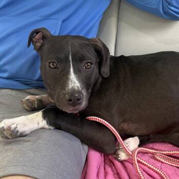 Brownie -  Mixed Breed Dog for Adoption in Bismarck, North Dakota - Brownie | PetCurious