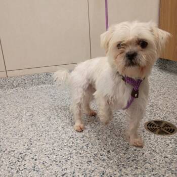 Ramen -  Shih Tzu Dog for Adoption in Chicago, Illinois - Ramen | PetCurious