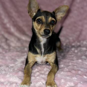 Chihuahua Dogs Available for Adoption - Gigi  | PetCurious