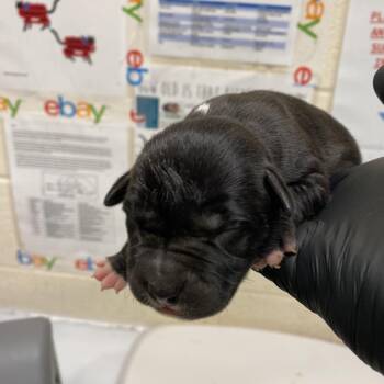 Mixed Breed Dogs Available for Adoption in Pinson, Tennessee - Emory | PetCurious