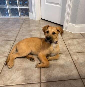 Airedale Terrier and Shepherd Dogs Available for Adoption in Denver, Colorado - Farrah Pawsett | PetCurious