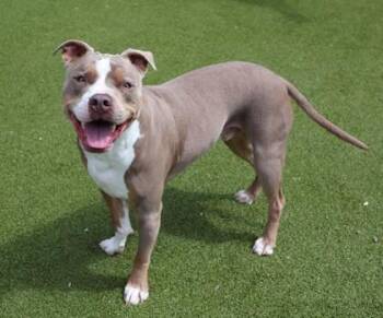 Mixed Breed Dogs Available for Adoption in Athens, Georgia - Jagger | PetCurious