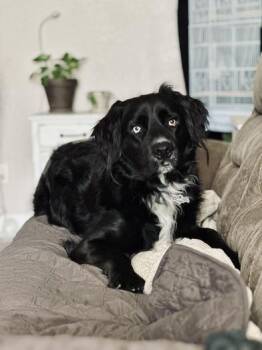 Mowgli -  Australian Shepherd and Golden Retriever Dog for Adoption in Liverpool, Texas - Mowgli | PetCurious