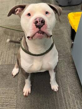 Pit Bull Terrier Dogs Available for Adoption in Peoria, Illinois - BARLEY | PetCurious