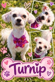 Turnip -  Shih Tzu and Pekingese Dog for Adoption in Rensselaer, Indiana - Turnip | PetCurious
