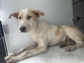 Labrador Retriever Dogs Available for Adoption in Houston, Texas - A655408 | PetCurious