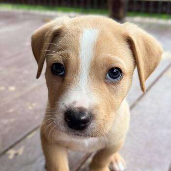 Terrier Dogs Available for Adoption in Bulverde, Texas - Canyon | PetCurious