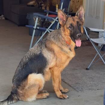 Duke -  German Shepherd Dog Dog for Adoption in Monticello, Minnesota - Duke | PetCurious