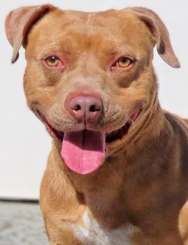 26-219 Buddy -  American Bully Dog Available for Adoption in Lindenhurst, New York - 26-219 Buddy | PetCurious