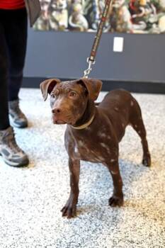 Skyla -  Mixed Breed Dog for Adoption in West Chester, Pennsylvania - Skyla | PetCurious