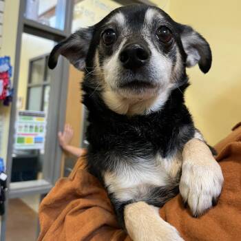 Chihuahua Dogs Available for Adoption in Lynchburg, Virginia - Jinkins | PetCurious