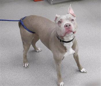 Boxer and Mixed Breed Dogs Available for Adoption in Omaha, Nebraska - SHARI | PetCurious