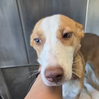 Princess -  Mixed Breed Dog for Adoption in Leander, Texas - Princess | PetCurious