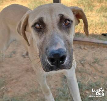 Pineapple -  Shepherd and Labrador Retriever Dog for Adoption in Washington, District Of Columbia - Pineapple | PetCurious