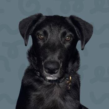 Dan -  Black Labrador Retriever and Australian Cattle Dog Blue Heeler Dog for Adoption in Reno, Nevada - Dan | PetCurious