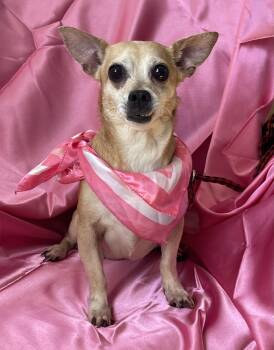 JULIET -  Chihuahua Dog for Adoption in Rowland Heights, California - JULIET | PetCurious