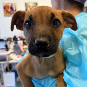 Boxer and Mixed Breed Dogs Available for Adoption - Giles | PetCurious