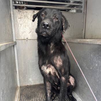 Lo Mein -  Shepherd Dog for Adoption in Edinburg, Texas - Lo Mein | PetCurious