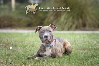93001a Lainey -  American Staffordshire Terrier and Mixed Breed Dog for Adoption in North Charleston, South Carolina - 93001a Lainey | PetCurious