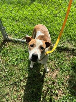 Tempe -  Pit Bull Terrier Dog for Adoption in Fayetteville, Arkansas - Tempe | PetCurious