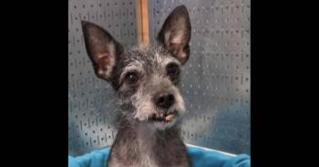 Schnauzer Dogs Available for Adoption in Washington, District Of Columbia - Fiona | PetCurious