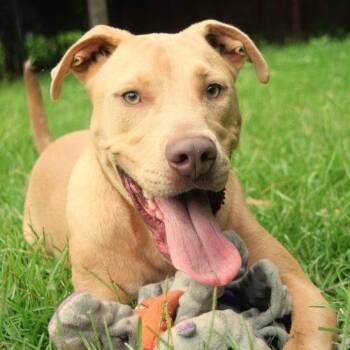 Magnus -  Pit Bull Terrier Dog for Adoption in Birmingham, Alabama - Magnus | PetCurious