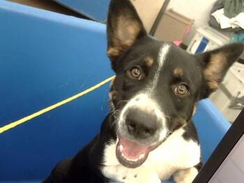 Rescue Mixed Breed Dogs for Adoption in Dallas, Texas - LUKE | PetCurious