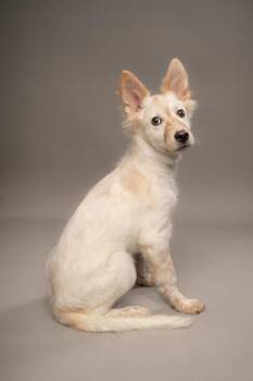 Artemis -  Great Pyrenees and Mixed Breed Dog for Adoption in Fort Worth, Texas - Artemis | PetCurious