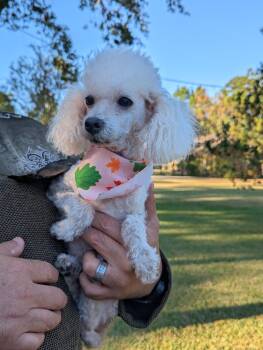 Rescue Poodle Dogs for Adoption in The Woodlands, Texas - Princess | PetCurious