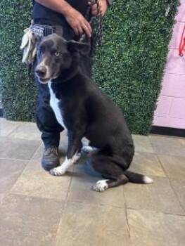 Husky and Mixed Breed Dogs Available for Adoption - Murphy | PetCurious