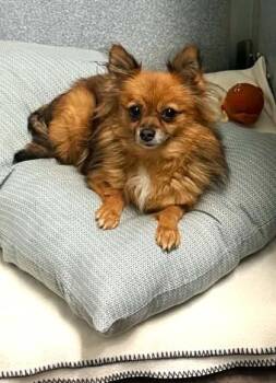 sweet Pea -  Pomeranian Dog for Adoption in Waupaca, Wisconsin - Sweet Pea | PetCurious