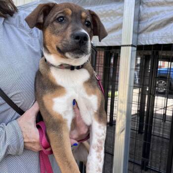 Beagle and Mixed Breed Dogs Available for Adoption - Dixie | PetCurious