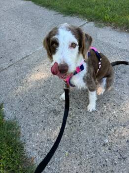 Millie -  Irish Wolfhound Dog for Adoption in Grand Rapids, Michigan - Millie | PetCurious