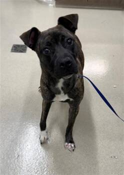 FAIRY BLOOM -  Pit Bull Terrier and Mixed Breed Dog for Adoption in Baytown, Texas - FAIRY BLOOM | PetCurious