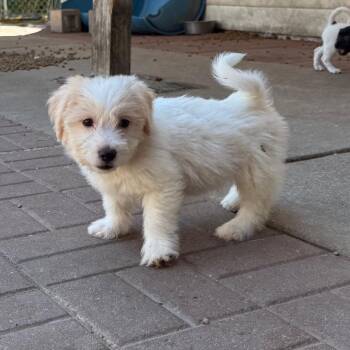 Mikey -  Schnauzer Dog for Adoption in Spring, Texas - Mikey | PetCurious