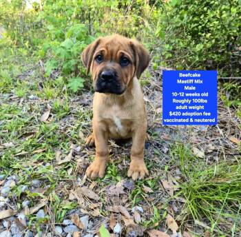 Mastiff Dogs Available for Adoption in Oviedo, Florida - Beefcake | PetCurious