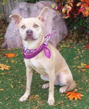 Pit Bull Terrier and Mixed Breed Dogs Available for Adoption - ANGEL | PetCurious