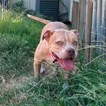 Cleo -  American Bulldog Dog for Adoption in Hackett, Arkansas - Cleo | PetCurious