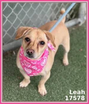 Chihuahua and Terrier Dogs Available for Adoption - LEAH | PetCurious