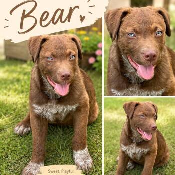 Bear -  Shepherd Dog for Adoption in Zimmerman, Minnesota - Bear | PetCurious