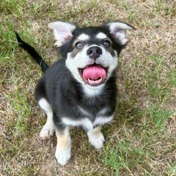 Rescue Australian Shepherd Dogs for Adoption in Bastrop, Texas - Brewster 25-03-102 | PetCurious