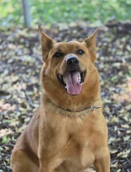 Oakley -  Shepherd and Australian Cattle Dog Blue Heeler Dog for Adoption in Hamilton, Ontario - Oakley | PetCurious