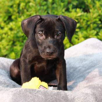 CT Roux -  Labrador Retriever and Mixed Breed Dog for Adoption in Eastford, Connecticut - CT Roux | PetCurious